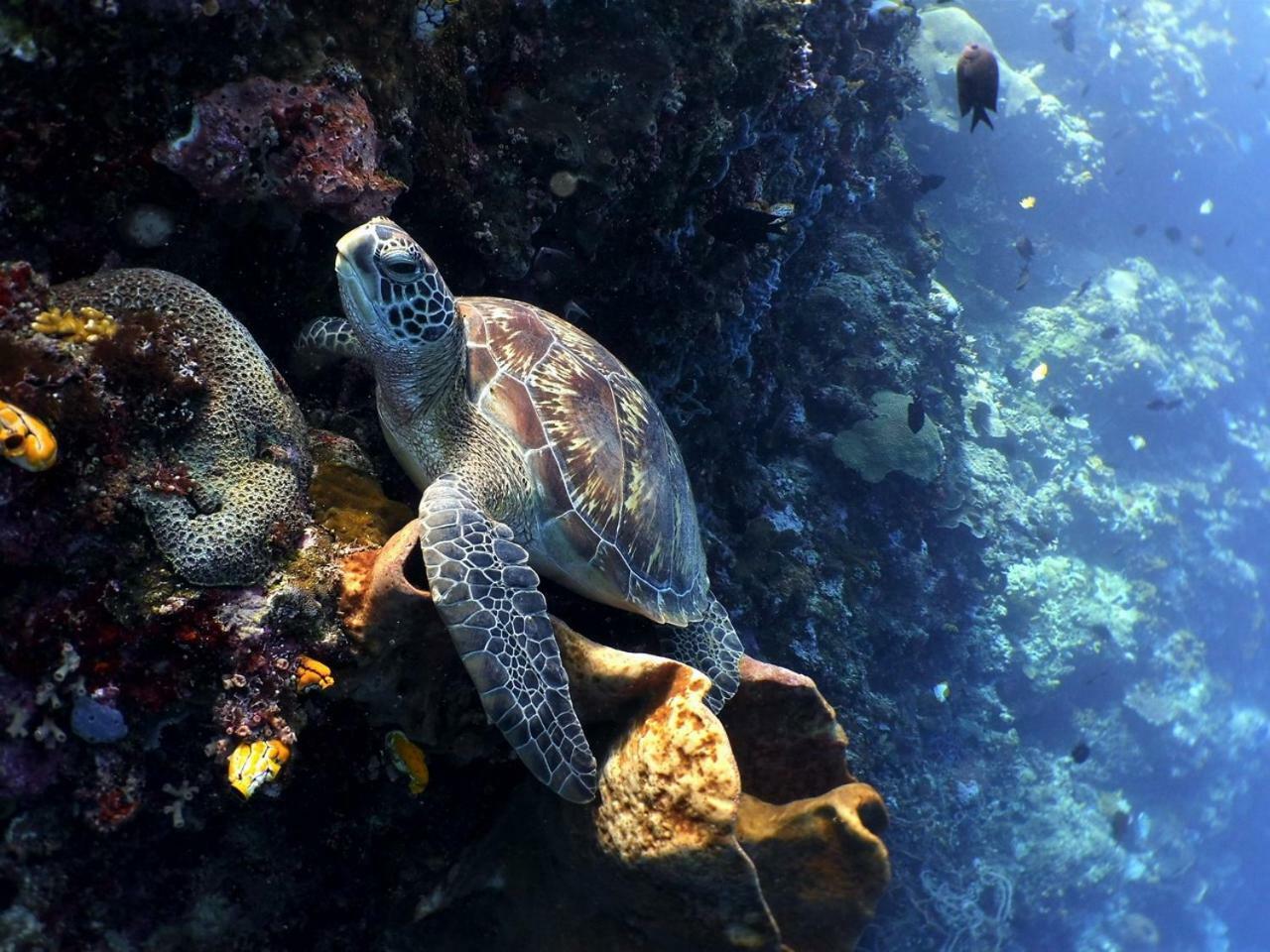 Sea Garden Bunaken